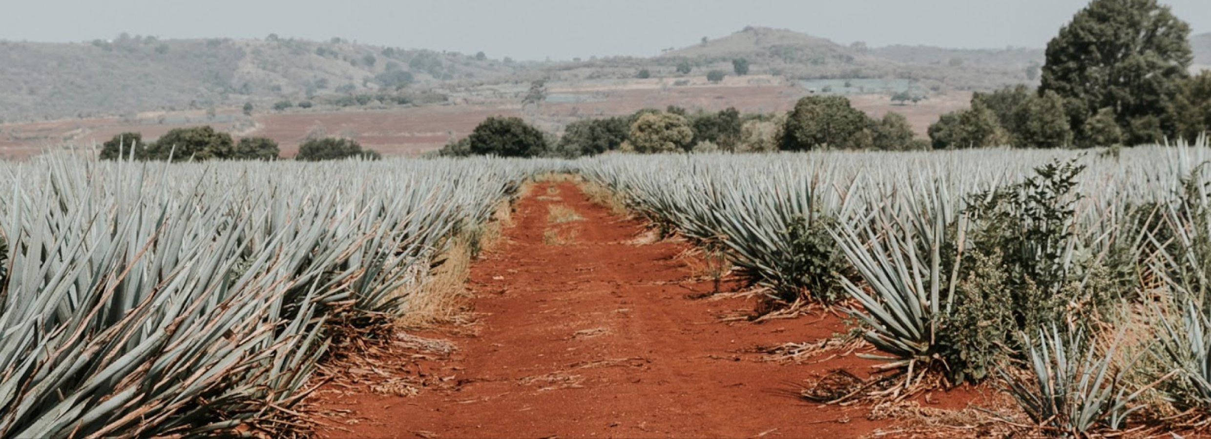 A Guide to Agave-Based Liquor
