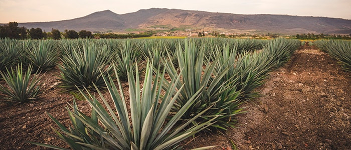 What does 100% Blue Weber agave tequila mean?