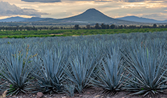 Agave field with mountains in the background.