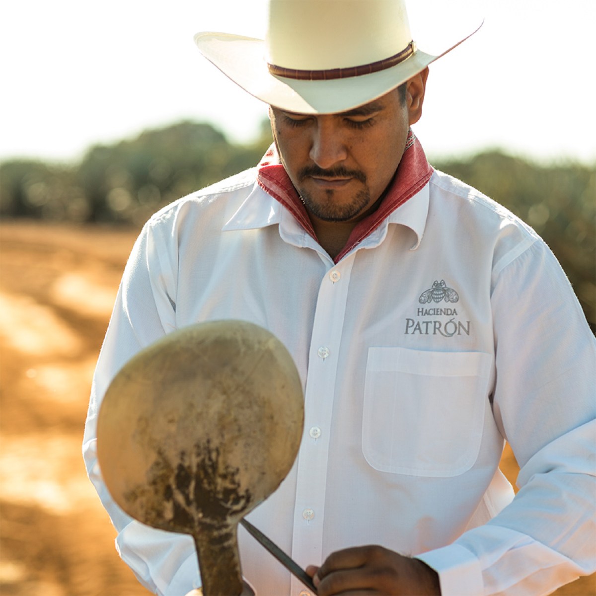 Jimador at the Hacienda Patrón harvesting Blue Weber agave.